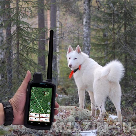 GPS ошейник Amazin ROG на охотничьей лайке