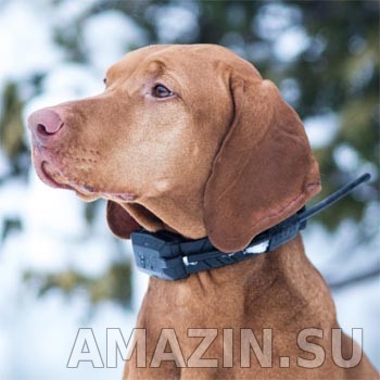 Охотничья собака с ошейником трекером Dog GPS X20