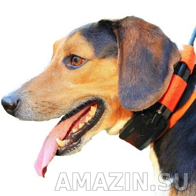 Собака с ошейником Dog GPS X30