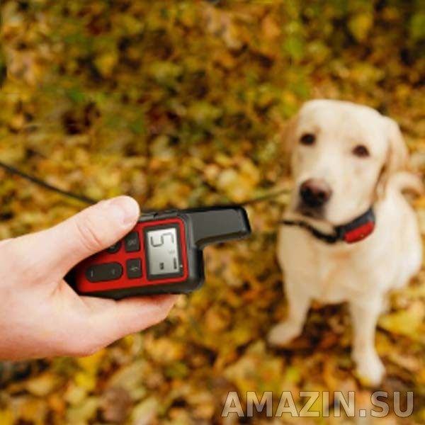 Электронный ошейник PET300 на собаке